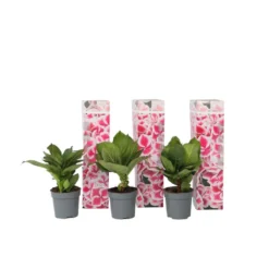 Hydrangea Bicolor 'Camilla' Roze - Set Van 6 - Pot 9cm - Hoogte 25-40cm