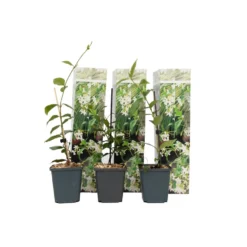 Toscaanse Jasmijn - Set Van 6 - Tuinplanten - Wit - Pot 9cm - Hoogte 25-40cm