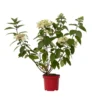 Hydrangea 'Wim's Red' - Pluimhortensia - Pot 19cm - Hoogte 25-40cm