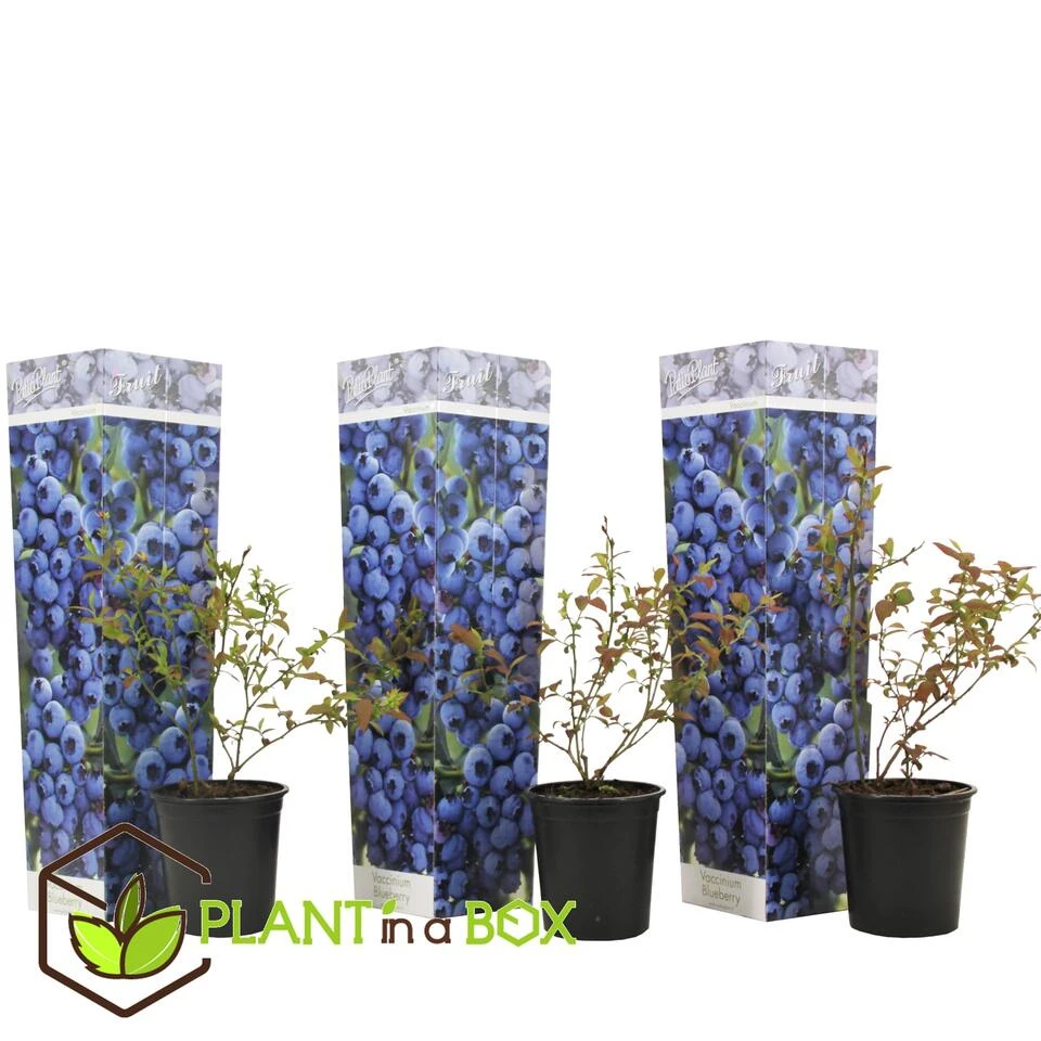 Blueberry 'Sunshine Blue' - Set Van 3 - Bessenplant - Pot 9cm - Hoogte 25-40cm - Afbeelding 2