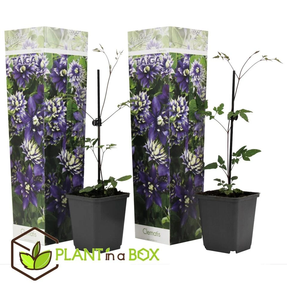 Clematis Taiga - Set Van 2 - Winterharde Klimplanten - Pot 9cm - Hoogte 25-40cm - Afbeelding 2
