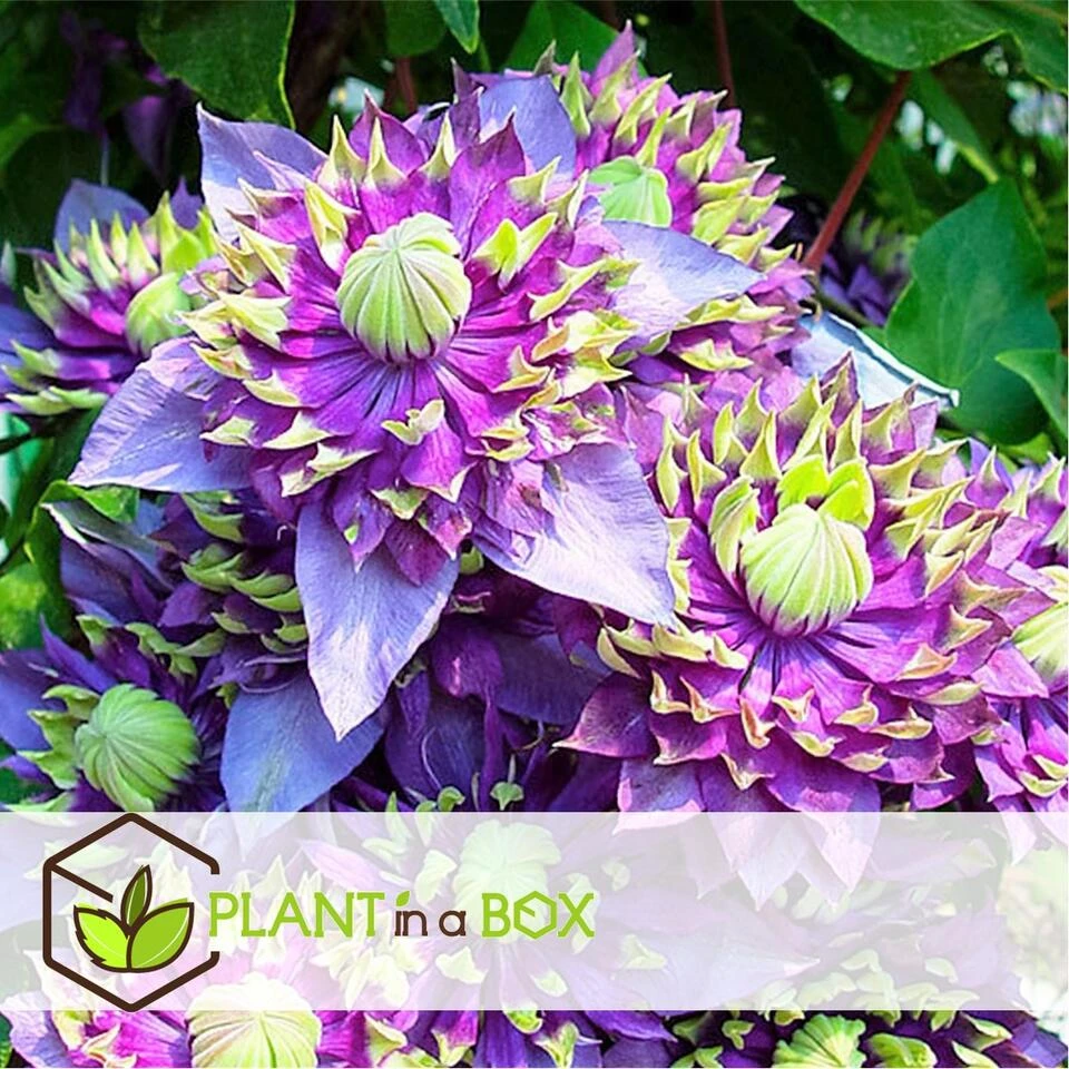 Clematis Taiga - Set Van 2 - Winterharde Klimplanten - Pot 9cm - Hoogte 25-40cm - Afbeelding 4