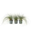Festuca Glauca 'Elijah Blue' - Set Van 3 Festuca - Pot 9cm - Hoogte 10-15cm