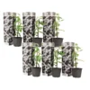 Jasminoides Officinale - Set Van 6 - Wit - Jasmijn - Pot 9cm - Hoogte 25-40cm