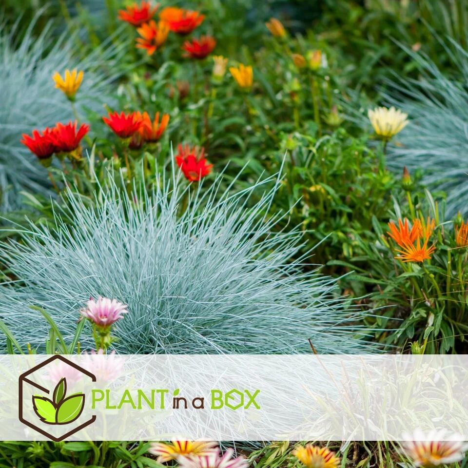 Festuca Glauca 'Elijah Blue' - Set Van 9 Festuca - Pot 9cm - Hoogte 10-15cm - Afbeelding 2