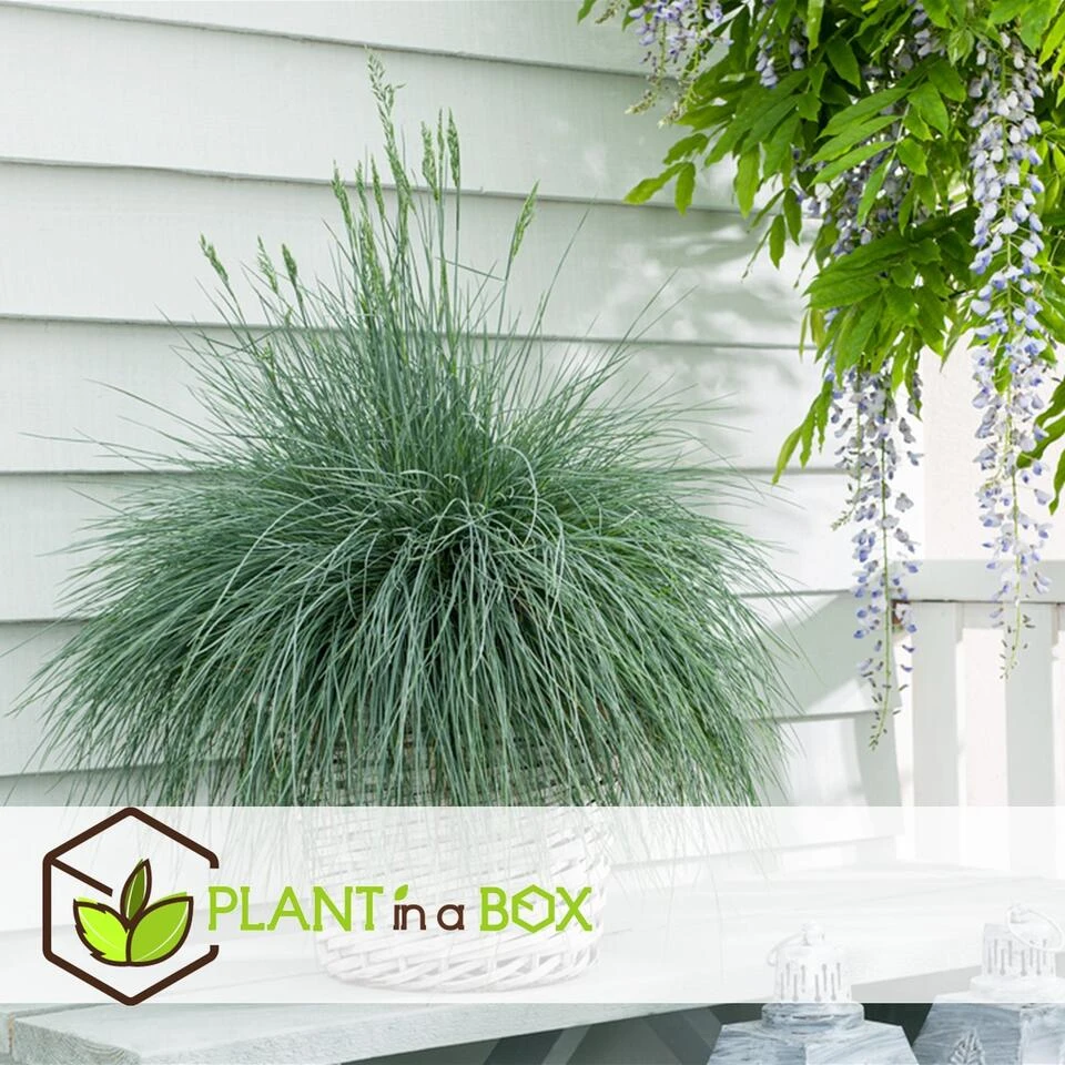 Festuca Glauca 'Elijah Blue' - Set Van 9 Festuca - Pot 9cm - Hoogte 10-15cm - Afbeelding 3