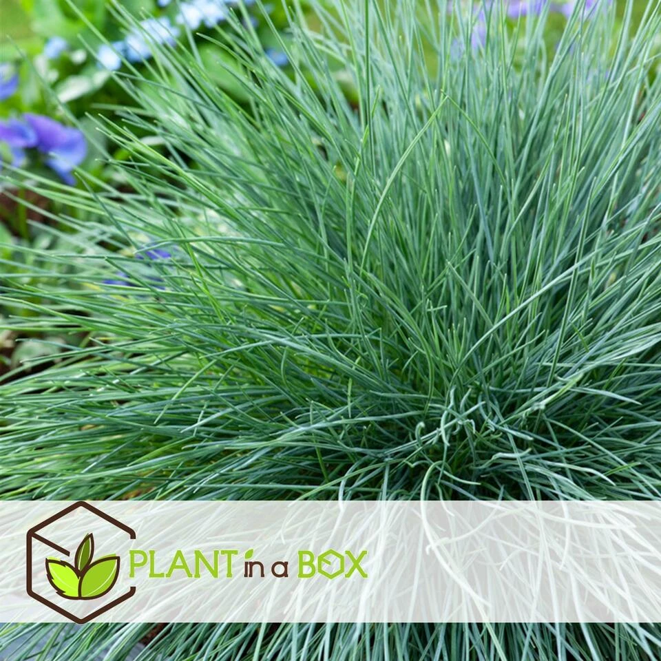 Festuca Glauca 'Elijah Blue' - Set Van 9 Festuca - Pot 9cm - Hoogte 10-15cm - Afbeelding 4
