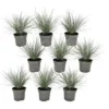 Festuca Glauca 'Elijah Blue' - Set Van 9 Festuca - Pot 9cm - Hoogte 10-15cm