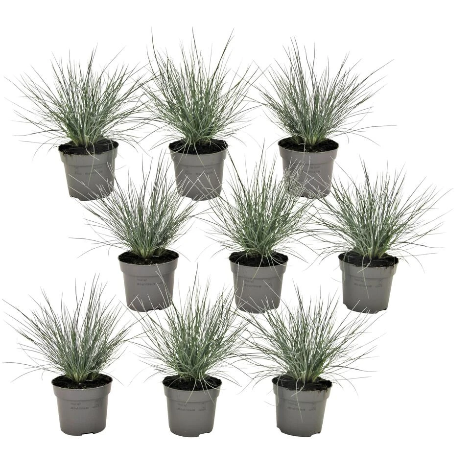 Festuca Glauca 'Elijah Blue' - Set Van 9 Festuca - Pot 9cm - Hoogte 10-15cm