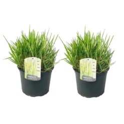Calamagratis Overdam - Set Van 2 - Pot 23cm - Hoogte 20-30cm