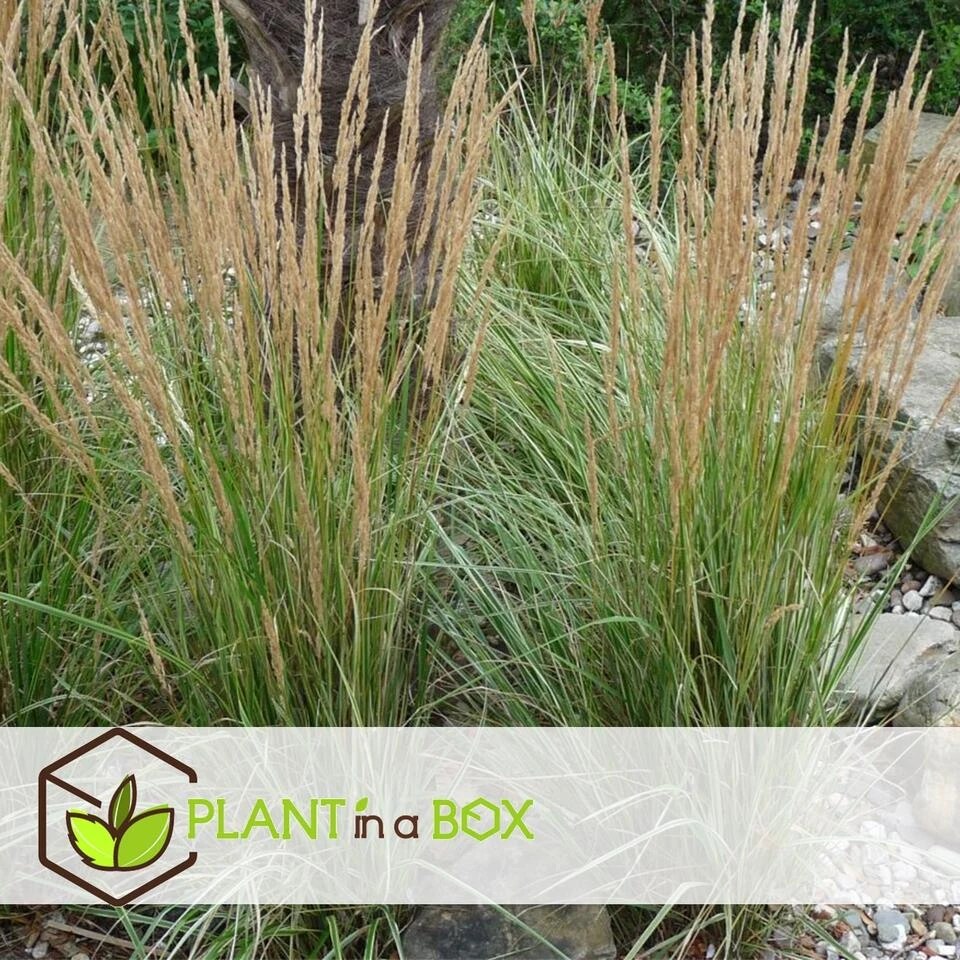 Calamagrostis Overdam - Pot 23cm - Hoogte 20-30cm - Siergras - Winterhard - Afbeelding 3