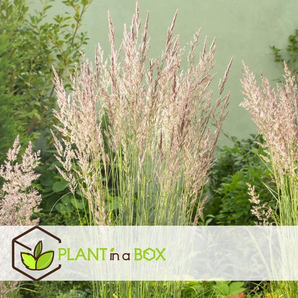 Calamagrostis Overdam - Pot 23cm - Hoogte 20-30cm - Siergras - Winterhard - Afbeelding 4