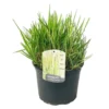 Calamagrostis Overdam - Pot 23cm - Hoogte 20-30cm - Siergras - Winterhard