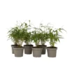 Fargesia Asian - Set Van 6 - Niet Woekerende Bamboe - Pot 13cm - Hoogte 25-40cm