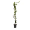 Jasmijn XL - Klimplant - Pot 17cm - Hoogte 110-120cm