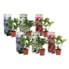 Hortensia Teller - Mix Van 6 - Tuinhortensia - Pot 9cm - Hoogte 25-40cm