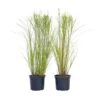 Miscanthus Gracilimus - Set Van 2 - Siergrassen - Pot 23cm - Hoogte 40-60cm