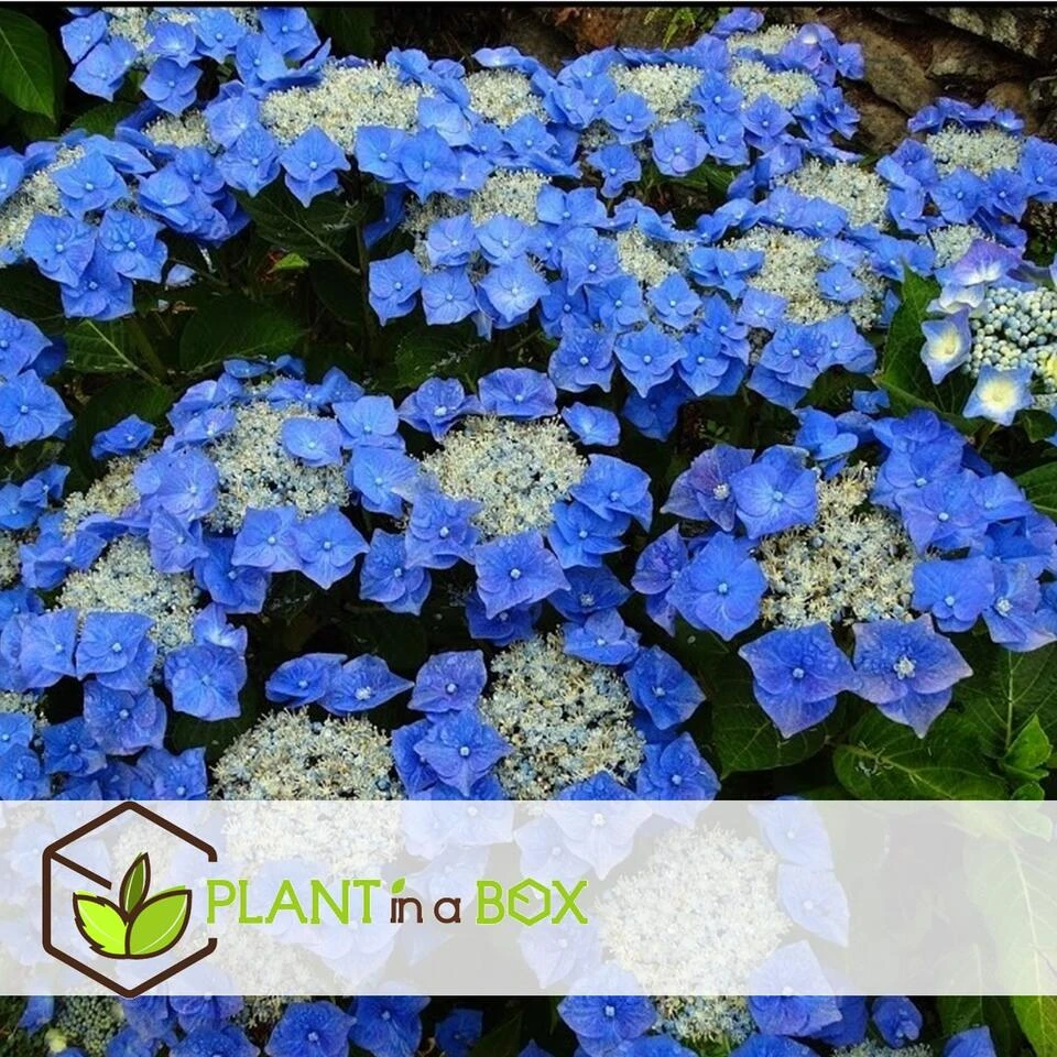 Hortensia Teller - Set Van 3 - Blauw - Tuinhortensia - Pot 9cm - Hoogte 25-40cm - Afbeelding 4