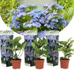 Hortensia Teller - Set Van 3 - Blauw - Tuinhortensia - Pot 9cm - Hoogte 25-40cm