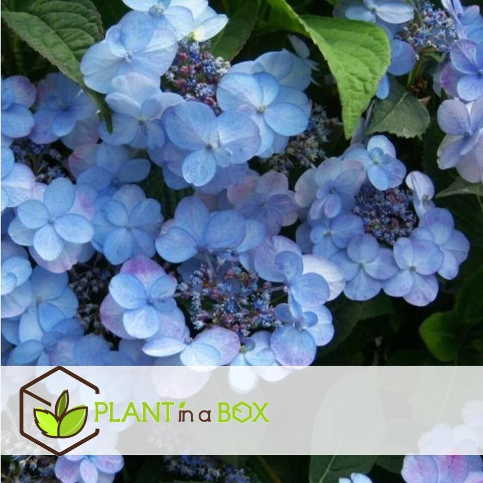 Hydrangea Serrata Summerglow - Set Van 4 - Hortensia - Pot 19cm - Hoogte 25-40cm - Afbeelding 4
