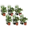 Hydrangea Macrophylla - Wit - Set Van 6 - Hortensia - Pot 9cm - Hoogte 25-40cm