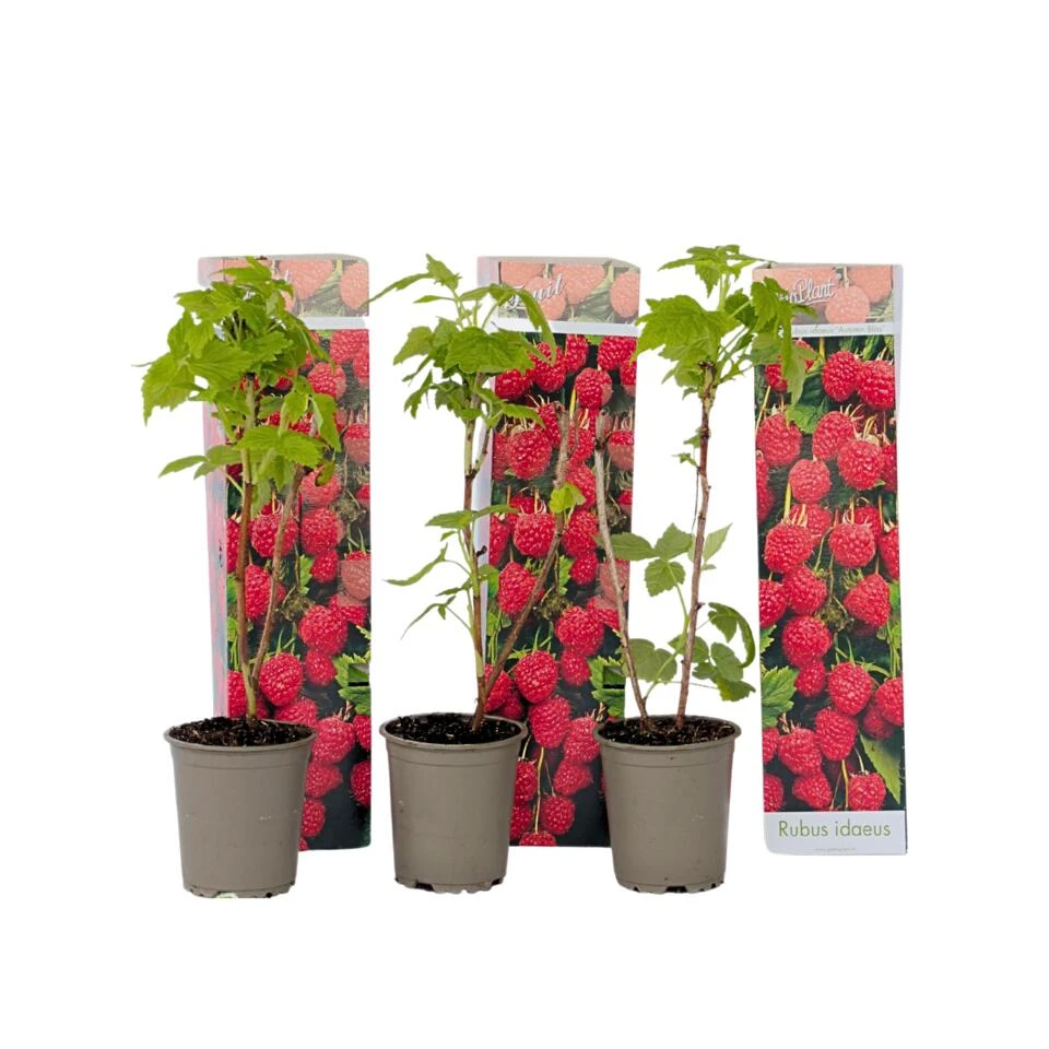 Frambozenplant - Set Van 6 - Frambozenstruik - Pot 9cm - Hoogte 25-40cm