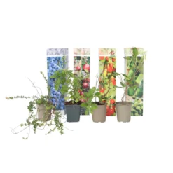 Smoothie Mix - Mix Van 8 - Goji,Cranberry,bes, Kiwi - Pot 9cm - Hoogte 25-40cm