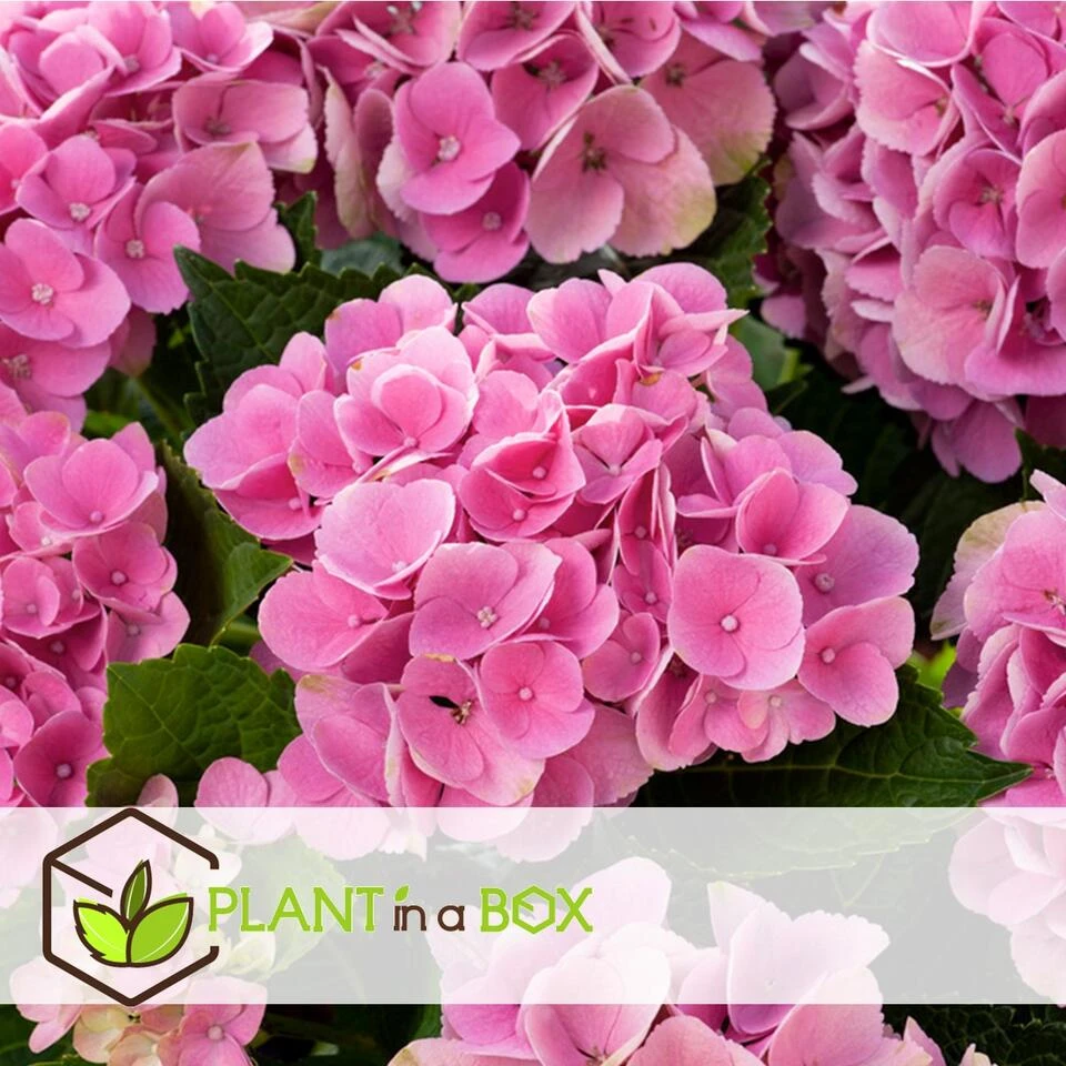 Hydrangea Macrophylla - Roze - Set Van 6 - Hortensia - Pot 9cm - Hoogte 25-40cm - Afbeelding 2