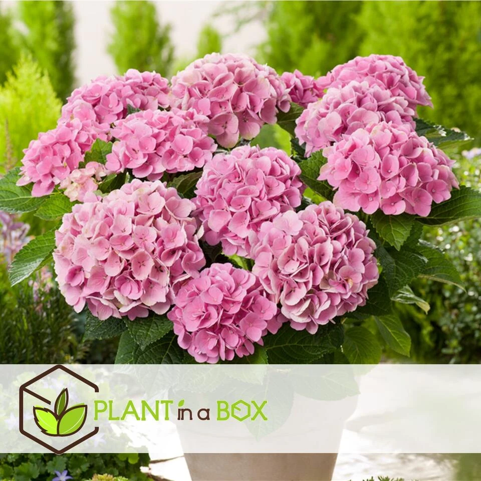 Hydrangea Macrophylla - Roze - Set Van 6 - Hortensia - Pot 9cm - Hoogte 25-40cm - Afbeelding 4