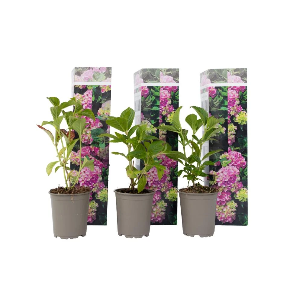 Hydrangea Macrophylla - Roze - Set Van 6 - Hortensia - Pot 9cm - Hoogte 25-40cm
