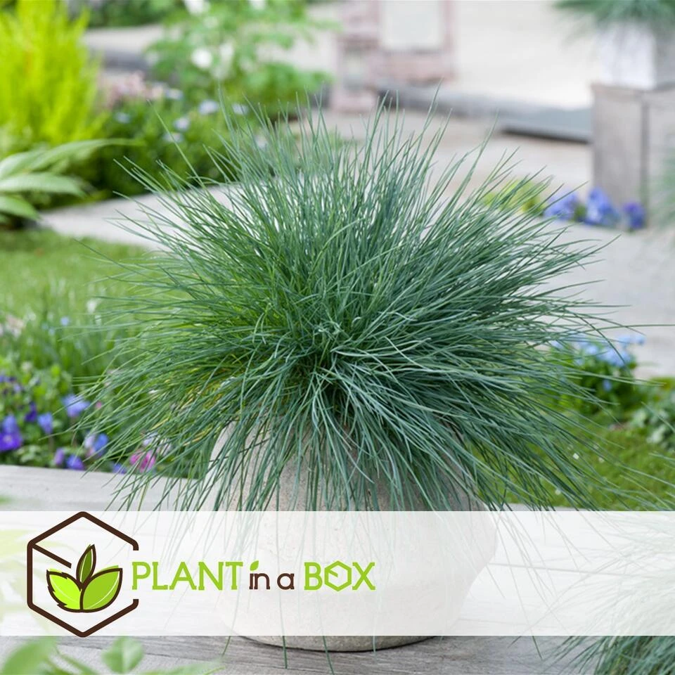 Festuca Glauca 'Elijah Blue' - Set Van 6 Festuca - Pot 9cm - Hoogte 10-15cm - Afbeelding 2