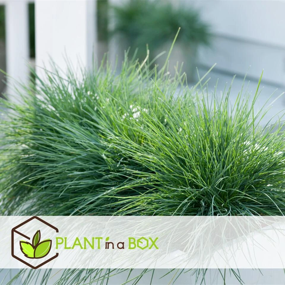 Festuca Glauca 'Elijah Blue' - Set Van 6 Festuca - Pot 9cm - Hoogte 10-15cm - Afbeelding 4