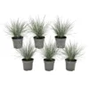 Festuca Glauca 'Elijah Blue' - Set Van 6 Festuca - Pot 9cm - Hoogte 10-15cm