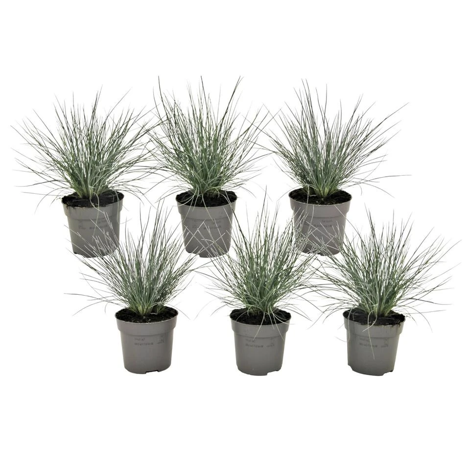 Festuca Glauca 'Elijah Blue' - Set Van 6 Festuca - Pot 9cm - Hoogte 10-15cm