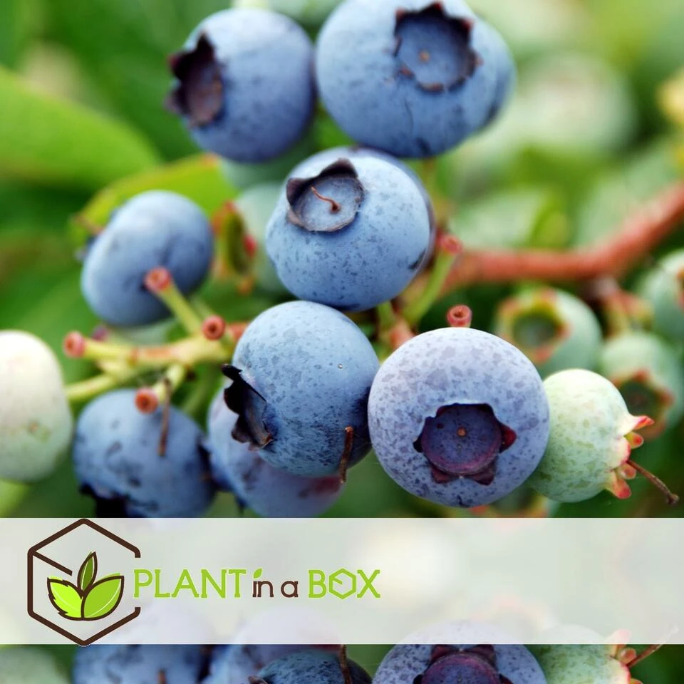 Blueberry 'Sunshine Blue' - Set Van 6 - Bessenplant - Pot 9cm - Hoogte 25-40cm - Afbeelding 2