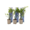 Blueberry 'Sunshine Blue' - Set Van 6 - Bessenplant - Pot 9cm - Hoogte 25-40cm