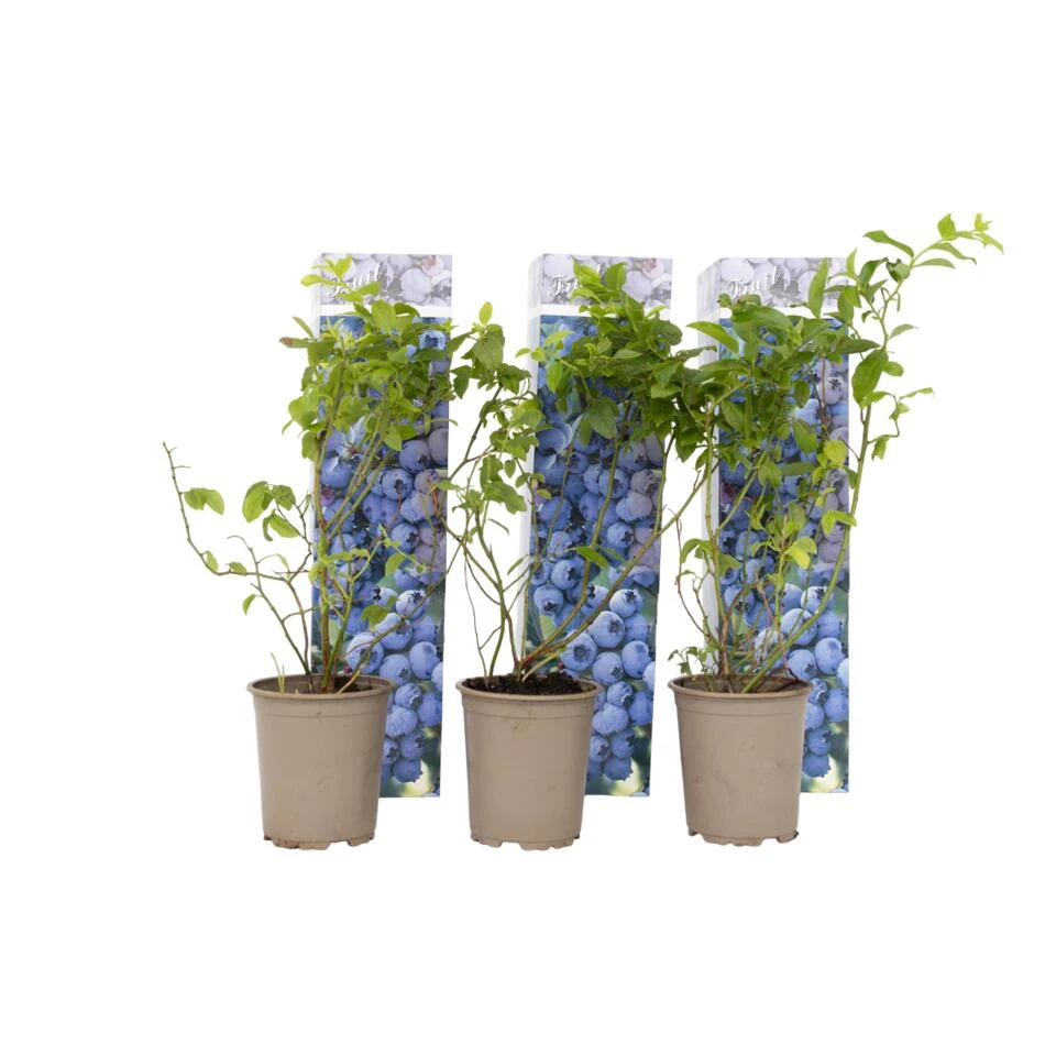 Blueberry 'Sunshine Blue' - Set Van 6 - Bessenplant - Pot 9cm - Hoogte 25-40cm