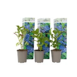 Hydrangea Macrophylla - Blauw - Set Van 6 - Hortensia - Pot 9cm - Hoogte 25-40cm