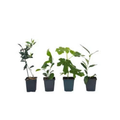 Medi Mix - Set Van 4 - Mediterrane Fruitbomen - Pot 9cm - Hoogte 25-40cm
