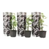 Jasminoides Officinale - Set Van 3 - Wit - Jasmijn - Pot 9cm - Hoogte 25-40cm