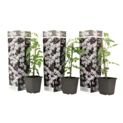 Jasminoides Officinale - Set Van 3 - Wit - Jasmijn - Pot 9cm - Hoogte 25-40cm