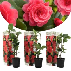 Camellia Japonica - Set Van 3 - Rood - Japanse Rozen - Pot 9cm - Hoogte 25-40cm