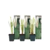 Cortaderia Selloana - Set Van 3 - Siergras - Wit - Pot 9cm - Hoogte 25-40cm