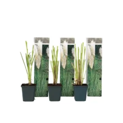 Cortaderia Selloana - Set Van 3 - Siergras - Wit - Pot 9cm - Hoogte 25-40cm