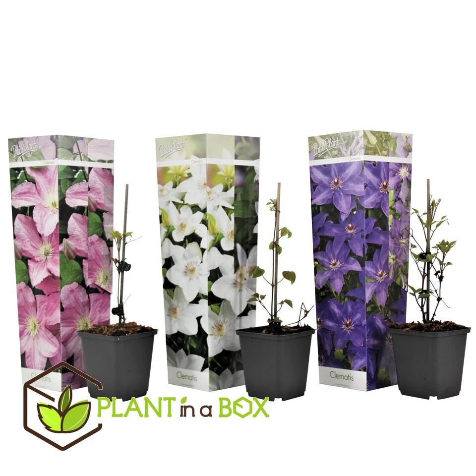 Mix Van 3 Clematis - Tuinplanten - Klimplant - Pot 9cm - Hoogte 25-40cm - Afbeelding 3