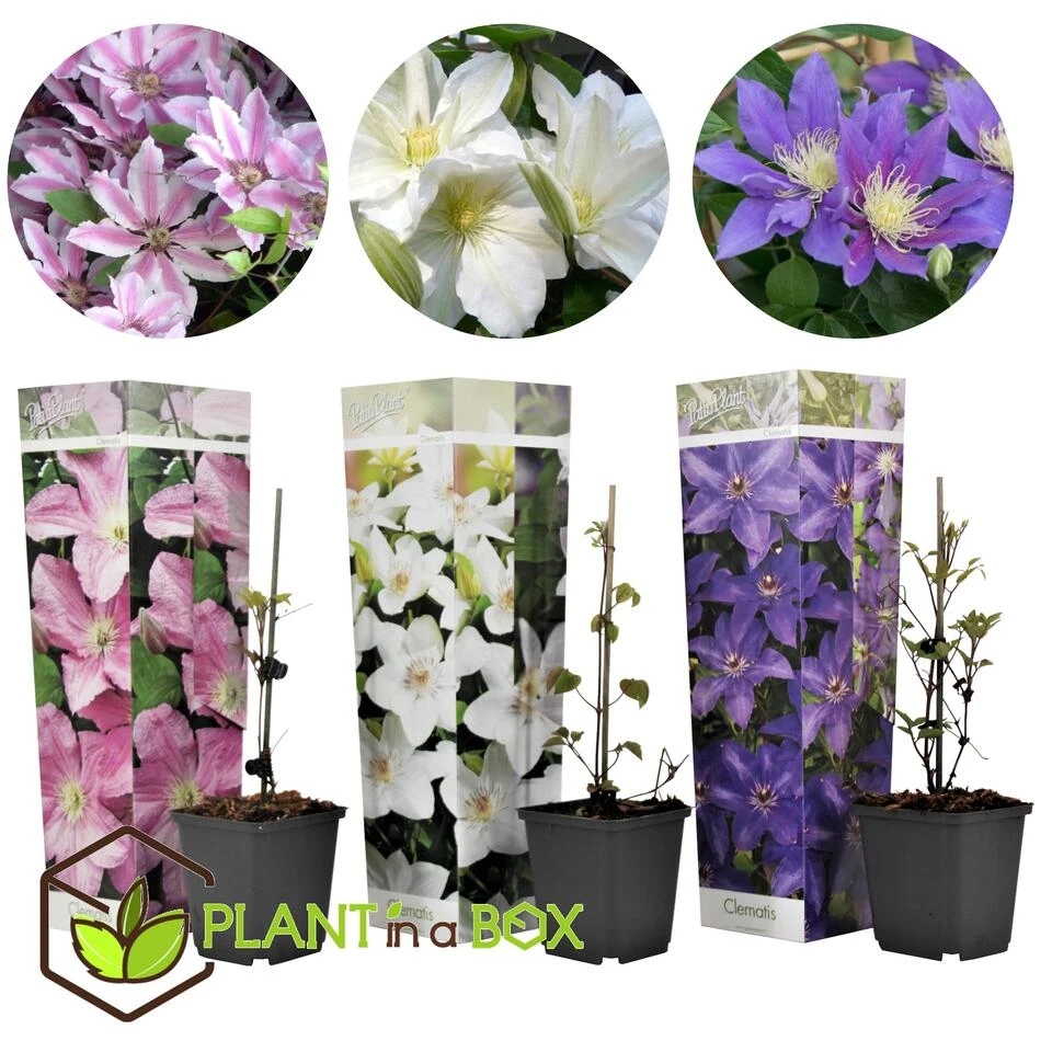 Mix Van 3 Clematis - Tuinplanten - Klimplant - Pot 9cm - Hoogte 25-40cm - Afbeelding 4