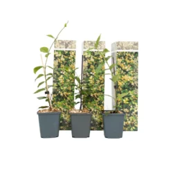 Toscaanse Jasmijn - Set Van 3 - Geel - Tuinplanten - Pot 9cm - Hoogte 25-40cm