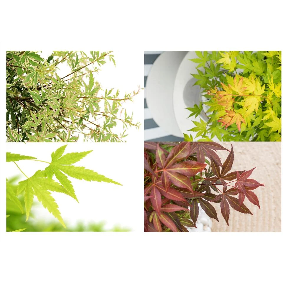 Acer Palmatum - Set Van 8 - Japanse Esdoorn - Pot 10,5cm - Hoogte 25-40cm - Afbeelding 3