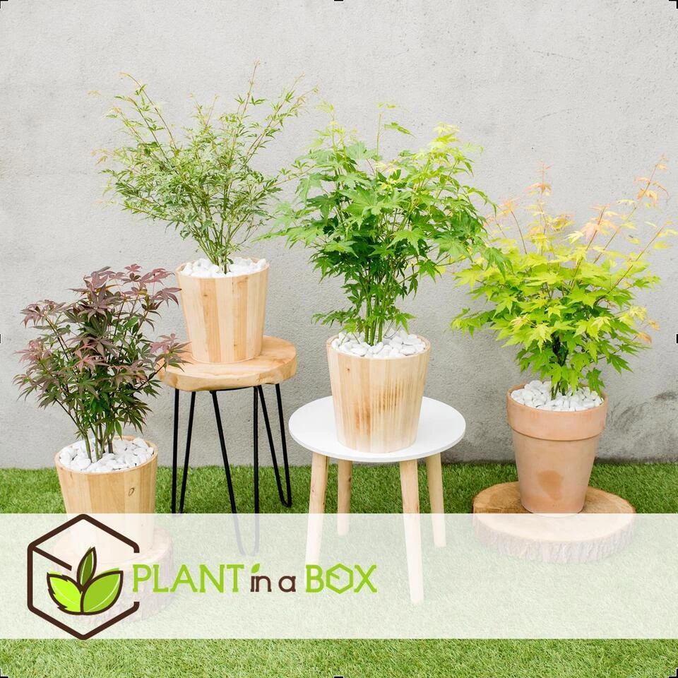 Acer Palmatum - Set Van 8 - Japanse Esdoorn - Pot 10,5cm - Hoogte 25-40cm - Afbeelding 4