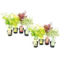 Acer Palmatum - Set Van 8 - Japanse Esdoorn - Pot 10,5cm - Hoogte 25-40cm